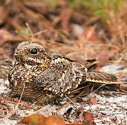 Square-tailed Nightjar