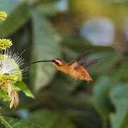 Reddish Hermit