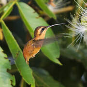 Reddish Hermit