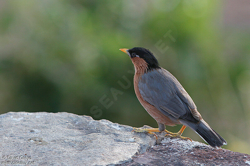 Brahminy Starling