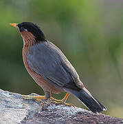 Brahminy Starling