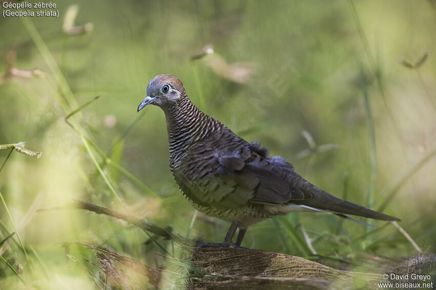 Zebra Dove