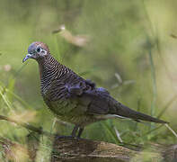 Zebra Dove