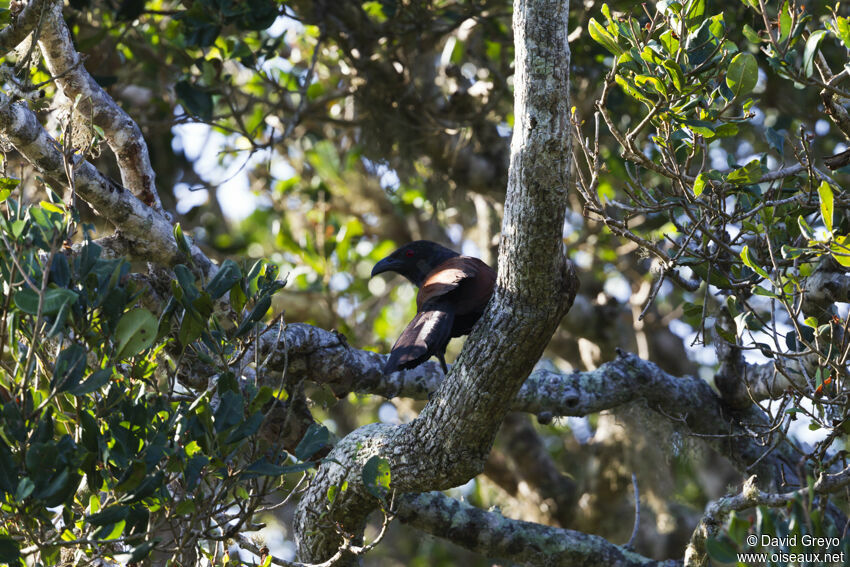 Grand Coucal