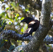 Greater Coucal