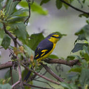 Orange Minivet