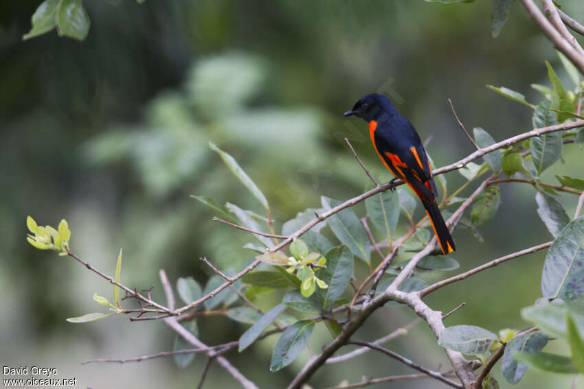 Orange Minivet male, habitat