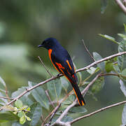 Orange Minivet