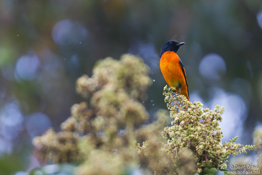 Grand Minivet