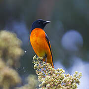 Orange Minivet