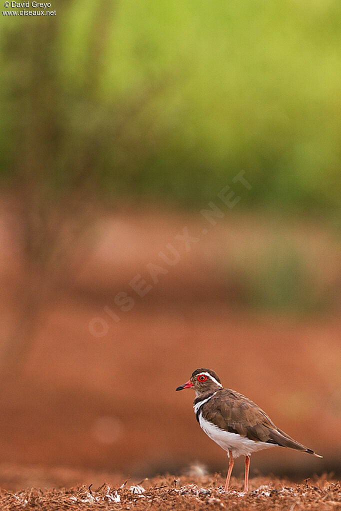 Forbes's Plover