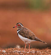 Forbes's Plover