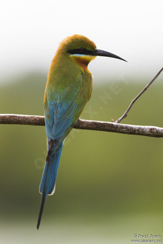 Blue-tailed Bee-eater