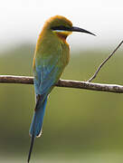 Blue-tailed Bee-eater