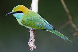 Green Bee-eater