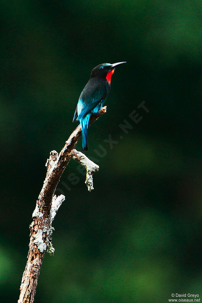 Black Bee-eater