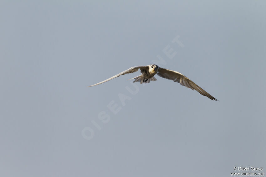 Whiskered Tern