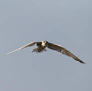 Whiskered Tern