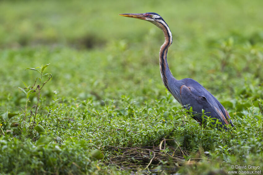 Purple Heron