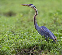 Purple Heron