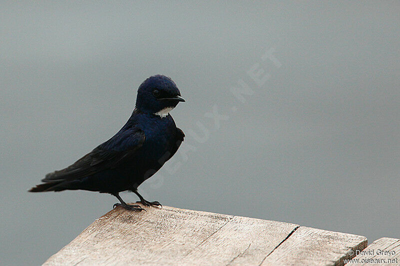 White-bibbed Swallow