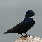 White-bibbed Swallow