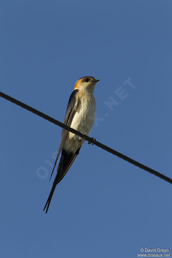 Red-rumped Swallow