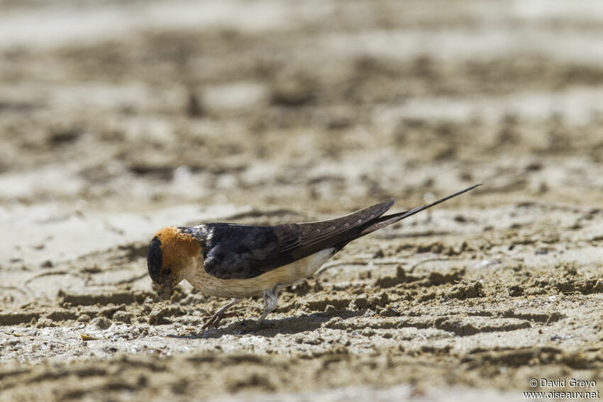 Hirondelle rousseline