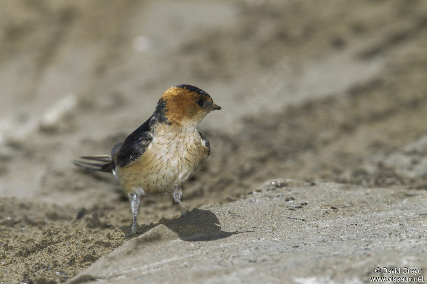 Red-rumped Swallow