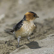 Hirondelle rousseline