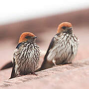 Lesser Striped Swallow