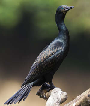 Cormoran à cou brun