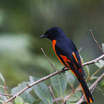 Grand Minivet