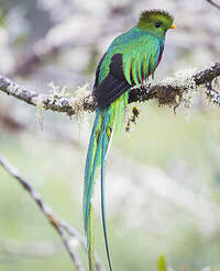 Quetzal resplendissant