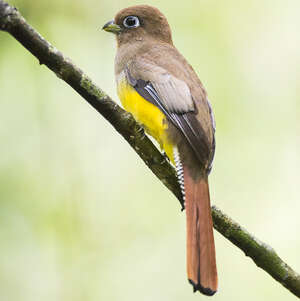 Trogon à lunettes jaunes