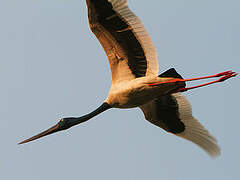 Black-necked Stork