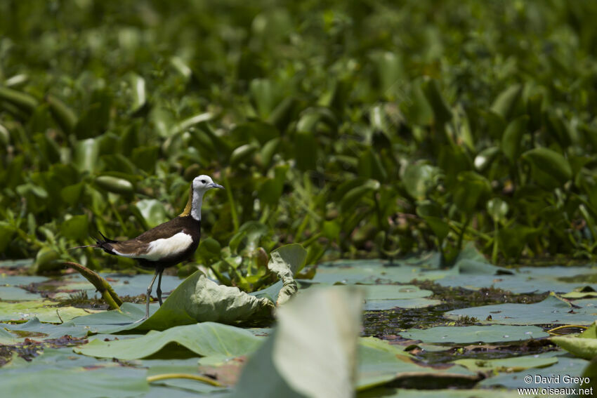 Jacana à longue queue