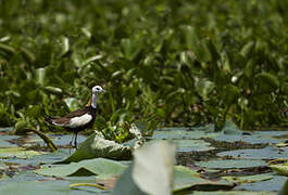 Jacana à longue queue