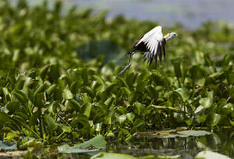 Jacana à longue queue