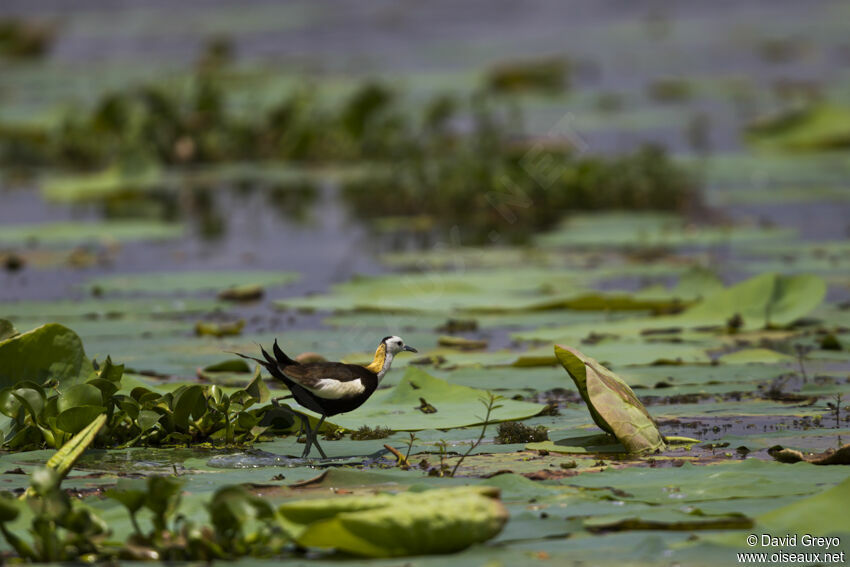 Pheasant-tailed Jacana