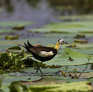 Jacana à longue queue