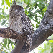Brown Fish Owl