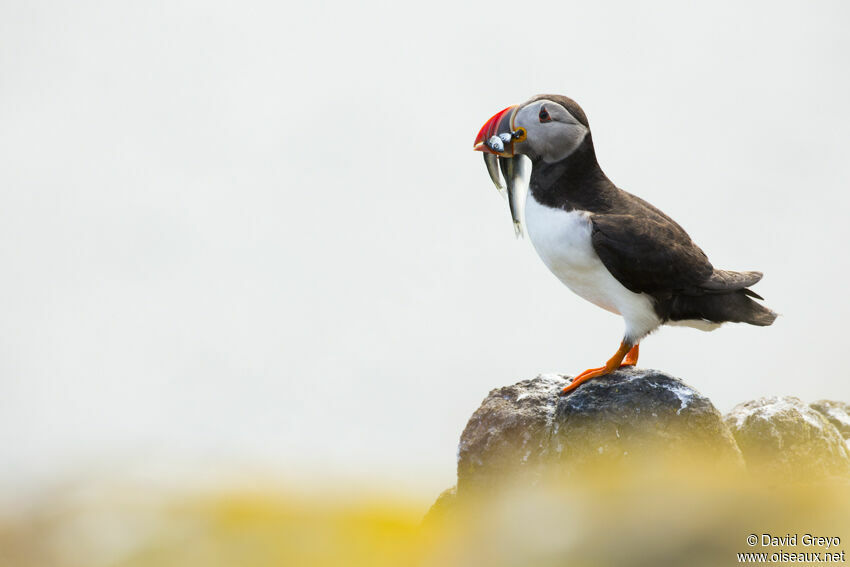 Atlantic Puffin