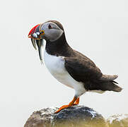 Atlantic Puffin