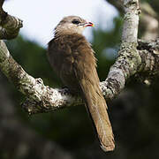 Sirkeer Malkoha