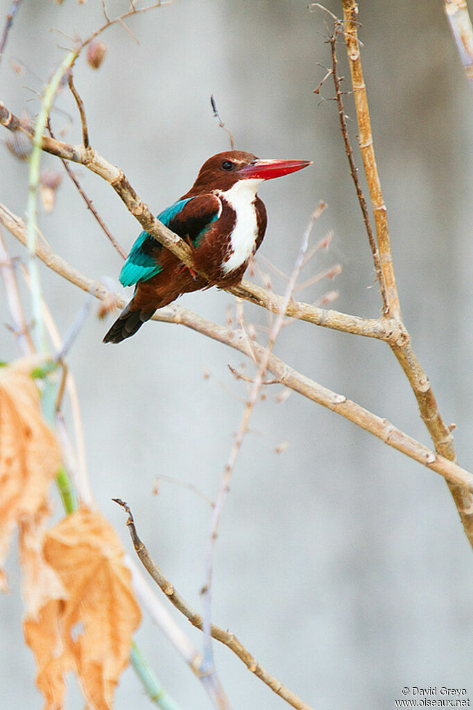 White-throated Kingfisher