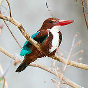 White-throated Kingfisher