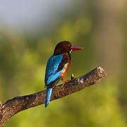 White-throated Kingfisher