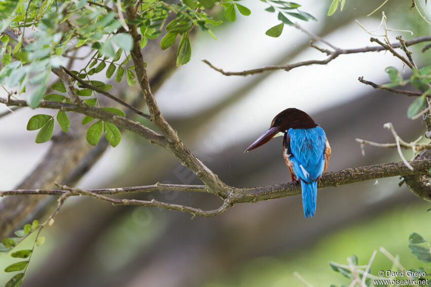 White-throated Kingfisher