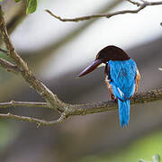 White-throated Kingfisher